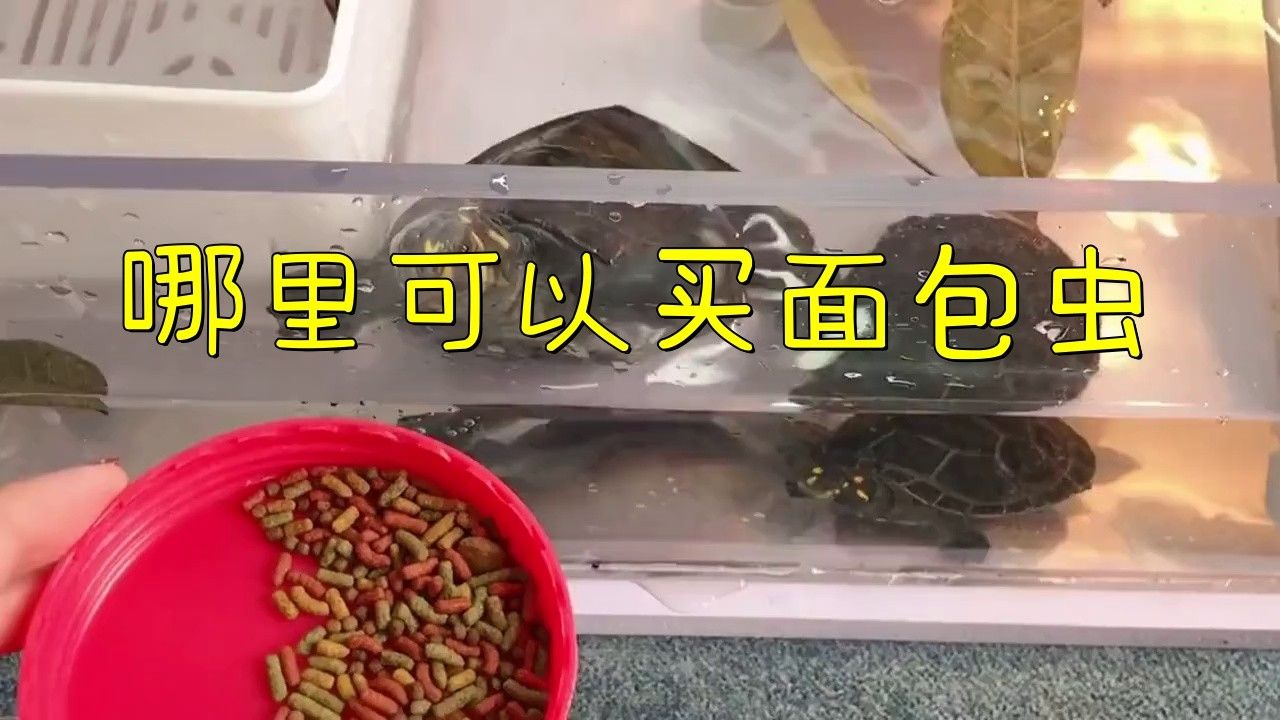 有哪些品牌的古典金龍飼料推薦？