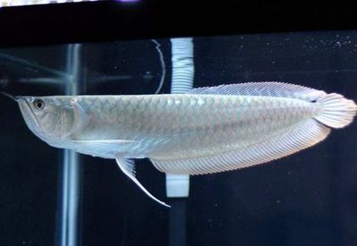 60cm的銀龍魚價(jià)格（60cm銀龍魚價(jià)格多少錢一條)60公分紅龍魚多少錢一條）
