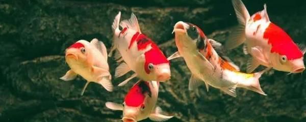 龍鳳錦鯉選購技巧：選購龍鳳錦鯉的技巧