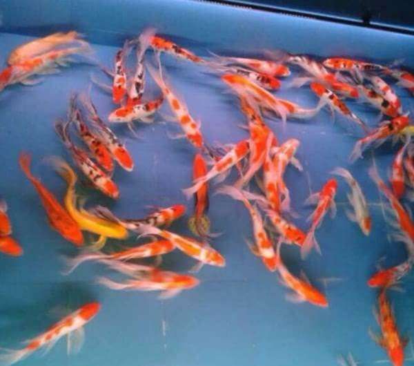 龍鳳錦鯉選購技巧：選購龍鳳錦鯉的技巧