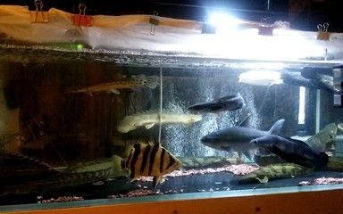龍魚和鐵甲武士魚混養(yǎng)：龍魚和鐵甲武士魚是否適合混養(yǎng)，龍魚和鐵甲武士魚混養(yǎng)的具體信息