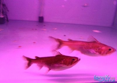 龍魚和鐵甲武士魚混養(yǎng)：龍魚和鐵甲武士魚是否適合混養(yǎng)，龍魚和鐵甲武士魚混養(yǎng)的具體信息