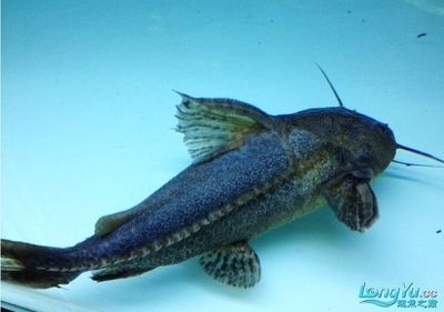 龍魚和鐵甲武士魚混養(yǎng)：龍魚和鐵甲武士魚是否適合混養(yǎng)，龍魚和鐵甲武士魚混養(yǎng)的具體信息