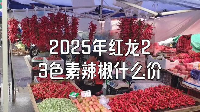 綠皮辣椒紅龍的價格是多少？