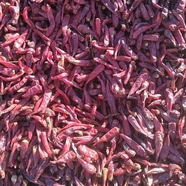 綠皮辣椒紅龍的價(jià)格是多少？