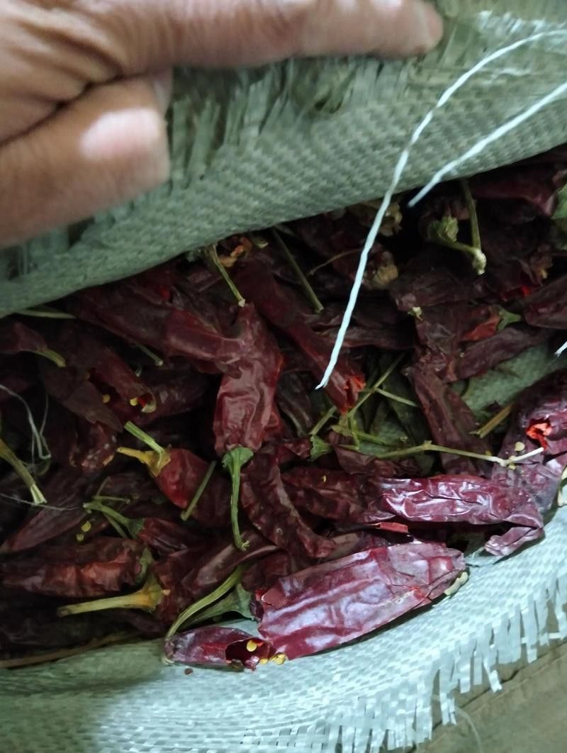 綠皮辣椒紅龍的價(jià)格是多少？