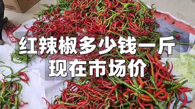 綠皮辣椒紅龍的價格是多少？