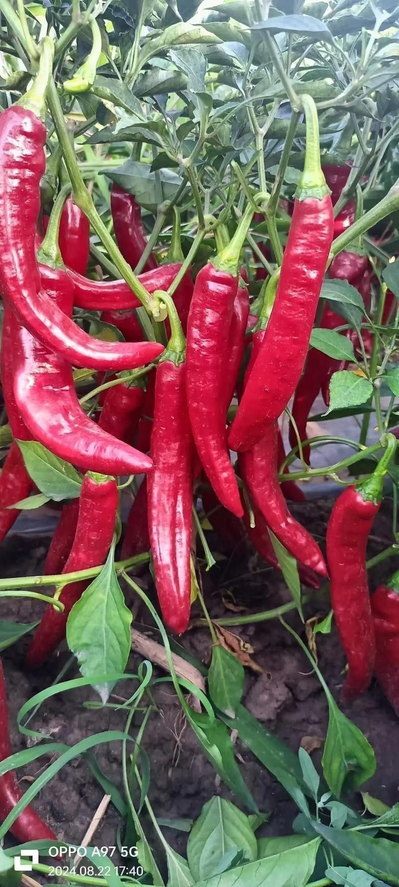 綠皮辣椒紅龍的價(jià)格是多少？