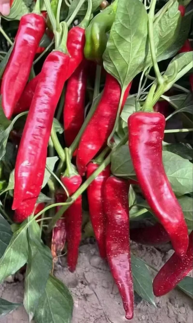 綠皮辣椒紅龍的價(jià)格是多少？