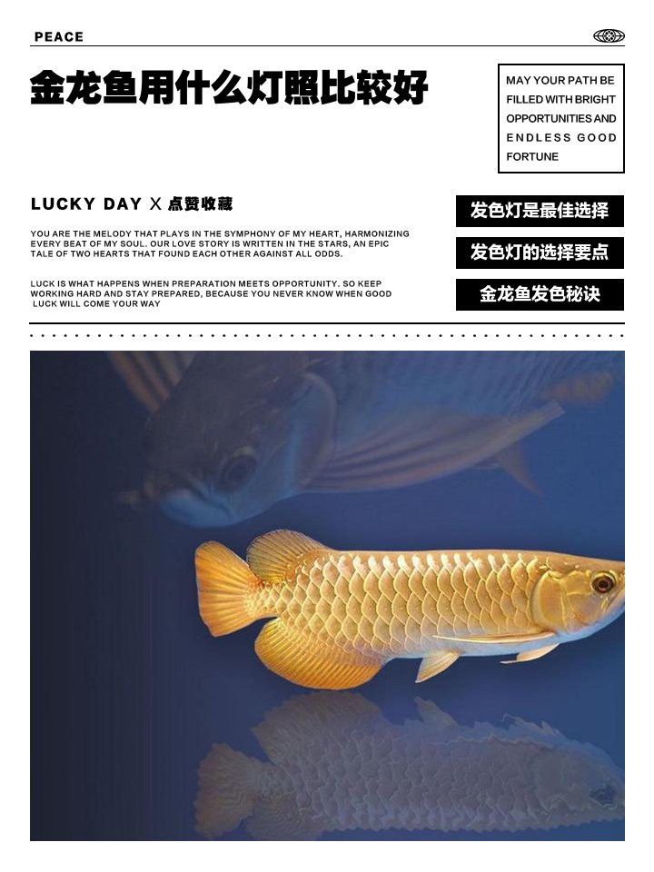 紫羅蘭金龍魚(yú)用什么燈