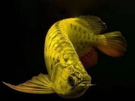 龍魚燈怎么擺放對龍魚發色好呢視頻：如何選擇適合龍魚的燈光顏色