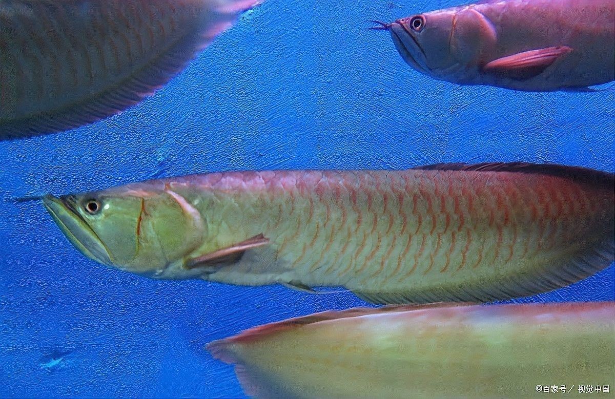 銀龍魚掉尾一般多久恢復(fù)