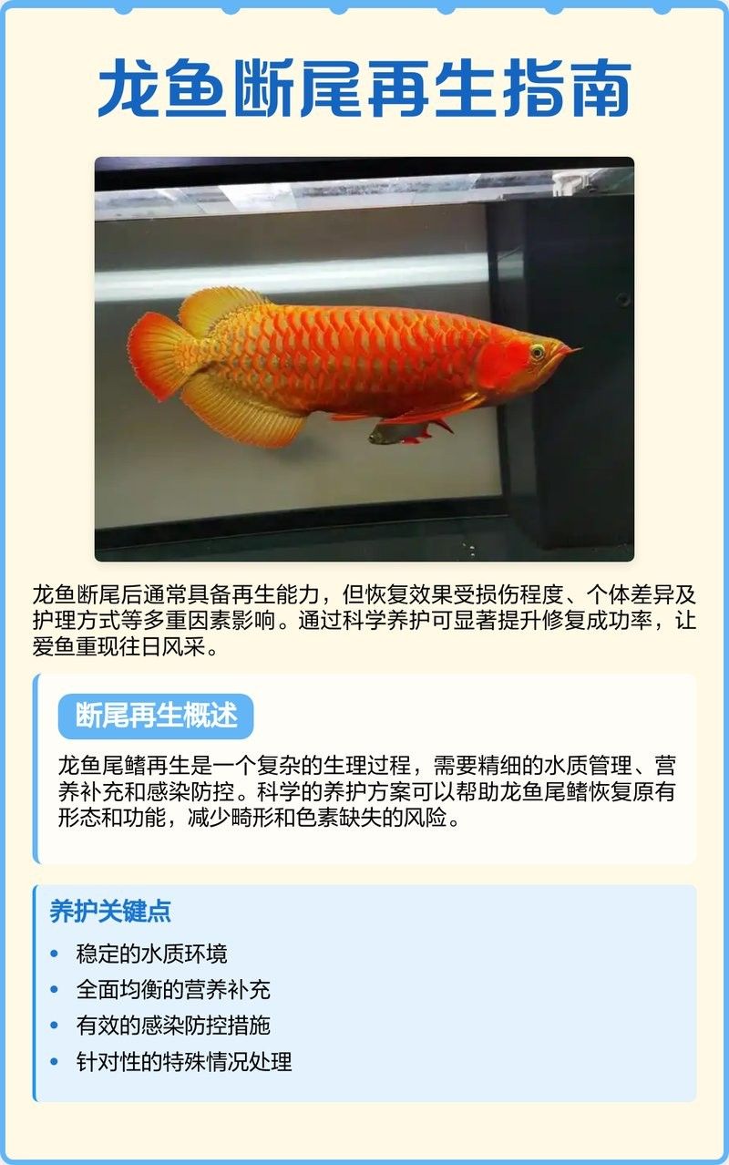 銀龍魚掉尾一般多久恢復(fù)