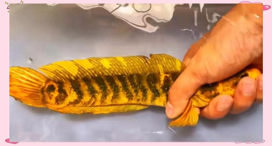 龍魚的虎斑是什么品種圖片大全