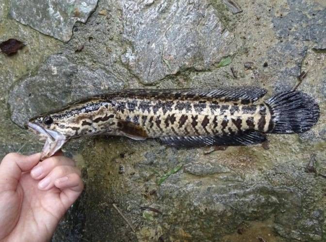 龍魚的虎斑是什么品種圖片大全