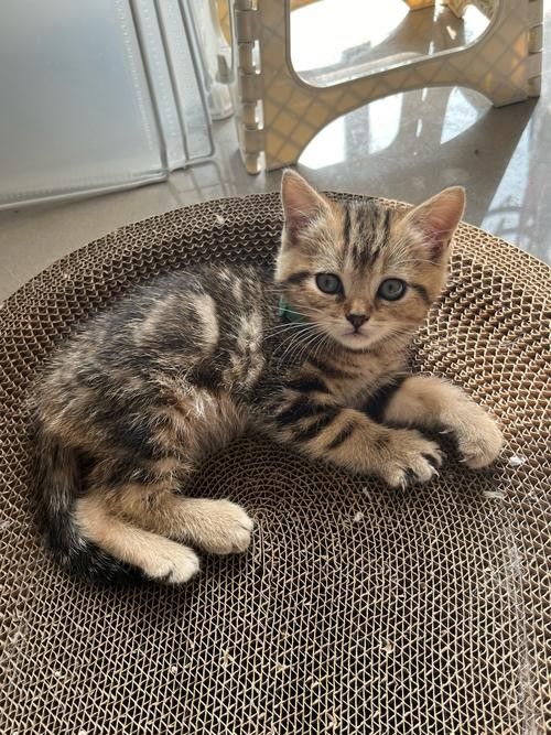 龍魚的虎斑是什么品種圖片大全