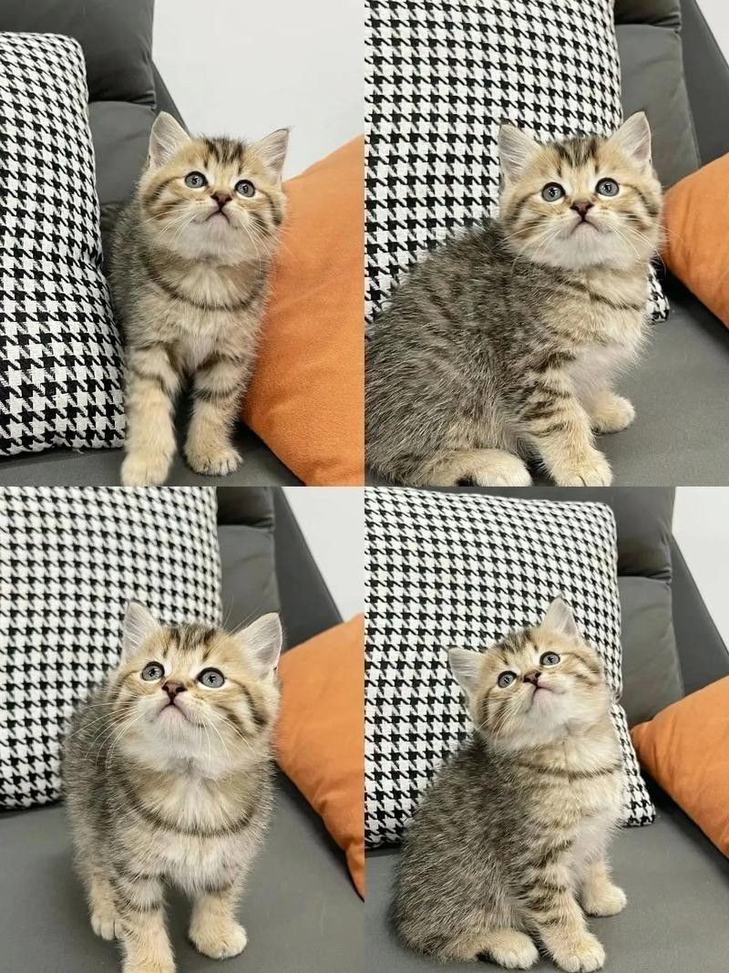 龍魚的虎斑是什么品種圖片大全