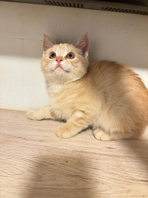 龍魚的虎斑是什么品種圖片大全