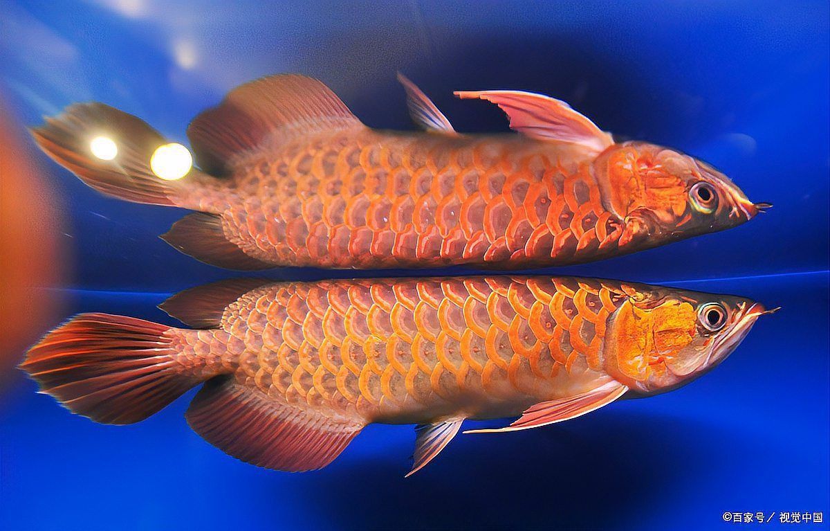 金龍魚最高多少度熱死