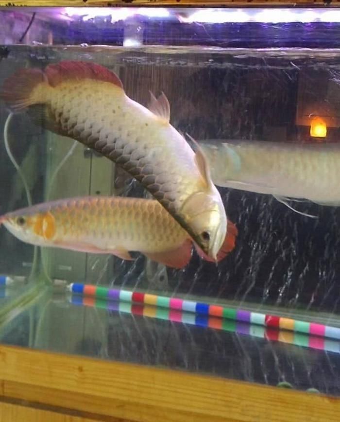 金龍魚最高多少度熱死