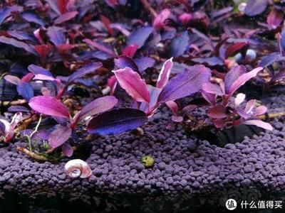 魚缸什么牌子的水泵好用（eheim水泵性價比如何）