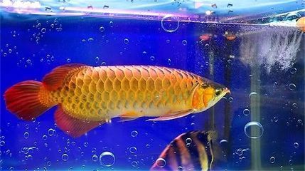 紅龍魚眼睛有白膜怎么辦圖片和視頻講解（紅龍魚眼睛有白膜怎么辦圖片和視頻講解一下）