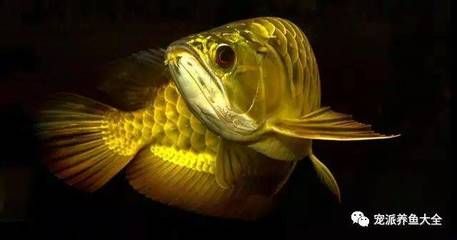 養龍魚貼什么顏色的背景：養龍魚時魚缸背景顏色的選擇是非常重要的，因為它會影響生長狀態