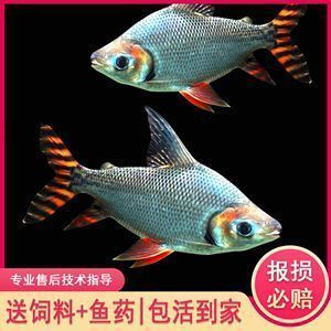 紅龍魚搭配什么魚養最好：紅龍魚混養水質要求