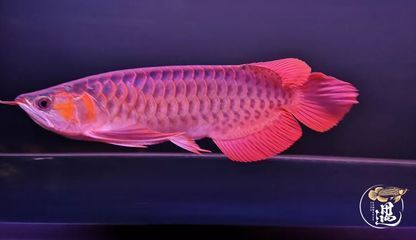 龍魚可以喂食海蝦的，但需要注意的是不要喂食過多，并且需要注意：龍魚可以吃海蝦嗎