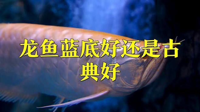 如何區(qū)分藍底龍魚和古典龍魚？