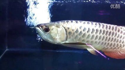 極品藍龍魚價格多少：極品藍龍魚價格因個體差異和市場需求而異和市場需求而異