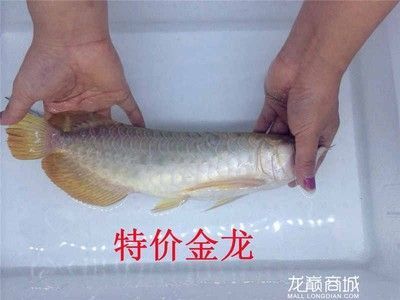 極品藍龍魚價格多少：極品藍龍魚價格因個體差異和市場需求而異和市場需求而異