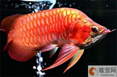 龍魚應該養幾條最好：養龍魚的最佳數量并不是一個固定的數字，風水學中養龍魚的最佳數量
