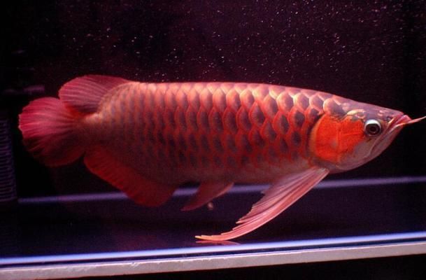 銀龍魚與家居五行平衡技巧：銀龍魚與家居財運提升方法