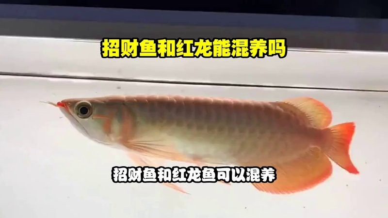 混養招財龍魚需要多大的過濾系統？