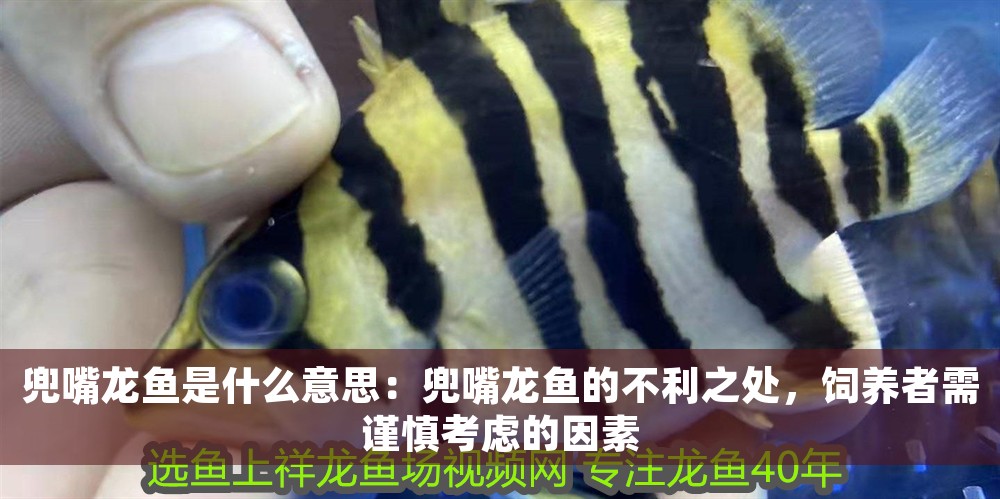兜嘴龍魚是什么意思：兜嘴龍魚的不利之處，飼養(yǎng)者需謹(jǐn)慎考慮的因素