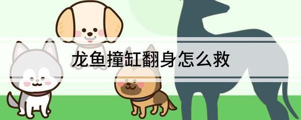 龍魚撞缸翻身：龍魚撞缸或翻缸的具體原因以及應對方法
