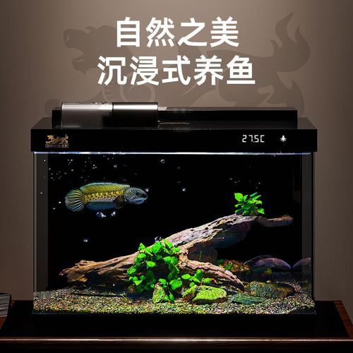 推薦幾款適合雷龍魚的魚缸品牌