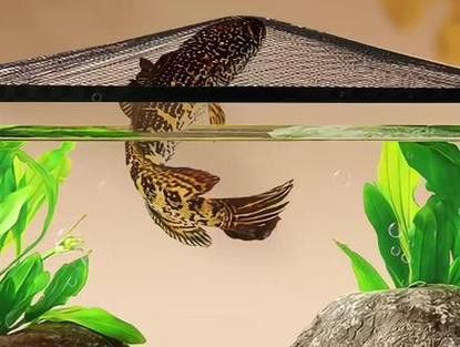 推薦幾款適合雷龍魚的魚缸品牌