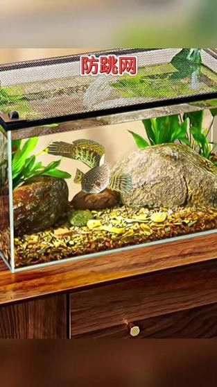 推薦幾款適合雷龍魚的魚缸品牌