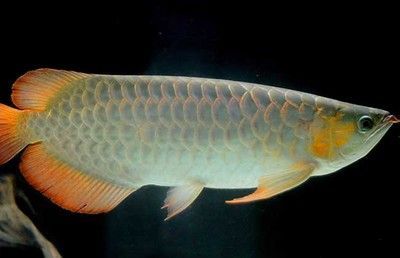 龍魚怎么預防腸炎復發呢用什么藥好：如何預防龍魚腸炎復發