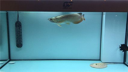 紅龍魚上什么燈【紅龍魚養殖燈光選擇】