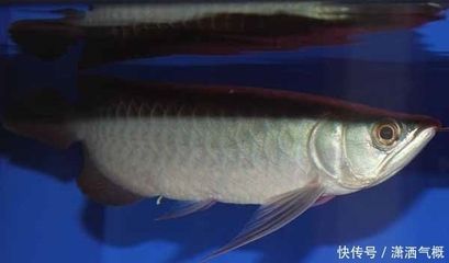 怎樣預防龍魚腸炎的發(fā)生：龍魚專用驅(qū)蟲藥的使用方法