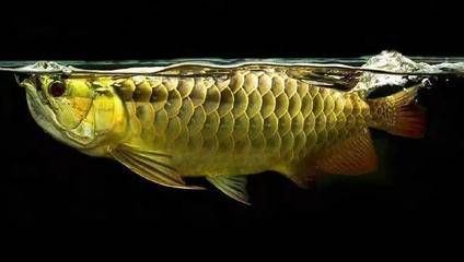 怎樣預防龍魚腸炎的發(fā)生：龍魚專用驅(qū)蟲藥的使用方法