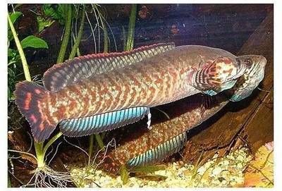 雷龍魚新品種有哪些（雷龍魚新品種市場趨勢）