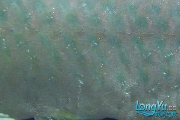 龍魚眼睛凸起多久會死？