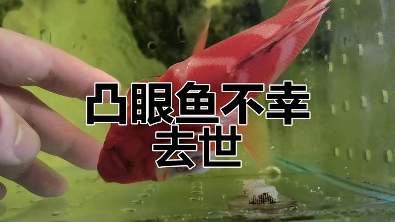 龍魚眼睛凸起多久會死？