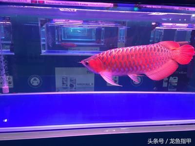 龍魚多久能長大：如何判斷龍魚的生長周期