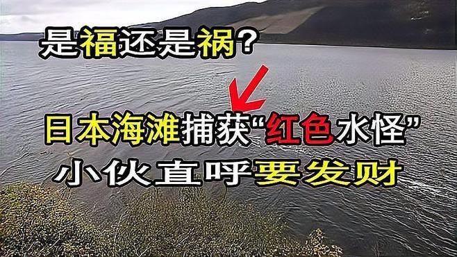 中國紅龍魚在哪里抓到