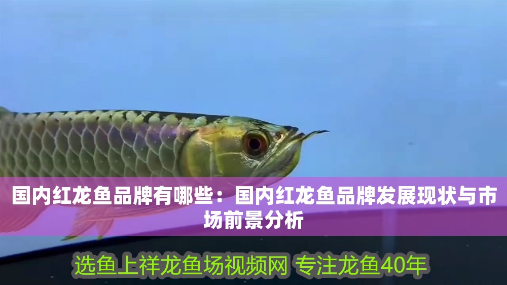 國內紅龍魚品牌有哪些：國內紅龍魚品牌發展現狀與市場前景分析